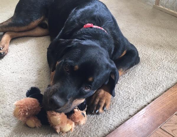 /Images/uploads/MidAmerica Rottweiler Rescue/adoptarottphotocontest/entries/10087thumb.jpg